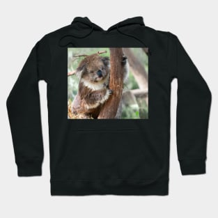 Koala bear in tree holding on Hoodie